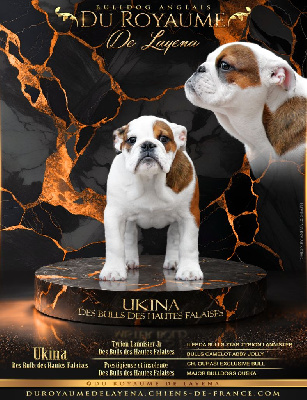 Étalon Bulldog Anglais - Ukina des bulls des hautes falaises