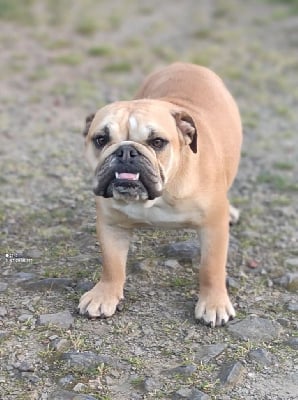 Étalon Bulldog Anglais - Taneel des Terres du Sirius