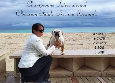 Étalon Bulldog Anglais - CH. Obsession fatale Precious Beauty's