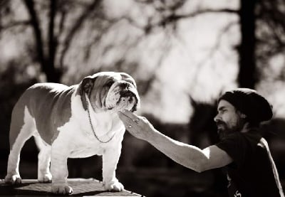 Étalon Bulldog Anglais - Ozawah-boss Des éclats De Cassiopée