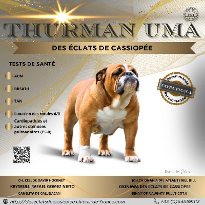 Étalon Bulldog Anglais - Thurman uma Des éclats De Cassiopée