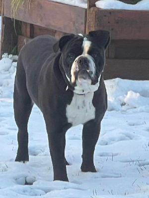 Un sacre gamin dit balou des chemins du bout du monde