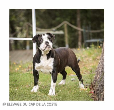 Étalon Bulldog continental - Tsarine du Cap de la Coste