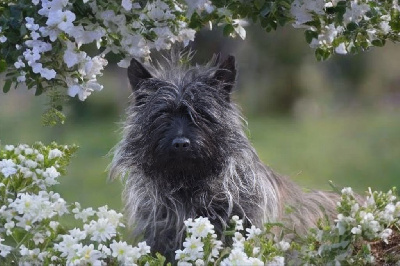 Étalon Cairn Terrier - Saline Des bories de yakoubia