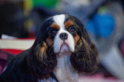 Étalon Cavalier King Charles Spaniel - CH. Union jack De la geode