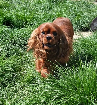 Tae-o dan (tippy) Des Eternels Charmeurs