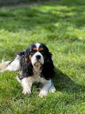 Étalon Cavalier King Charles Spaniel - Tétris du moulin de madjurie