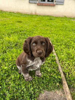 Étalon Chien d'Oysel allemand - Vésuve De La Dernière Harde De Sologne