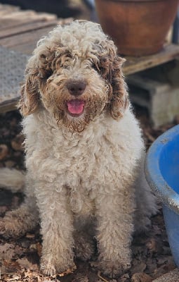 Étalon Chien d'eau espagnol - Salsa The Sourannya