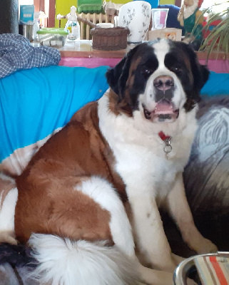 Étalon Chien du Saint-Bernard - Pivoine de l'ange aux papillons