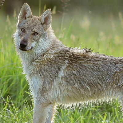 Étalon Chien-loup tchecoslovaque - Unohë Des Loups D'Amarok