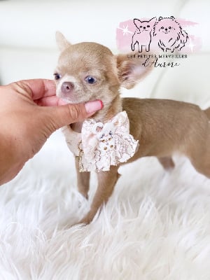 Étalon Chihuahua - Shanel des Petites Merveilles d'Aurore 