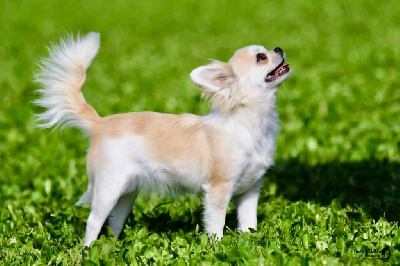 Étalon Chihuahua - Tara tweeny (Sans Affixe)