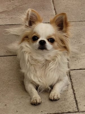 Étalon Chihuahua - Senorita xena Des Etoiles De Nice