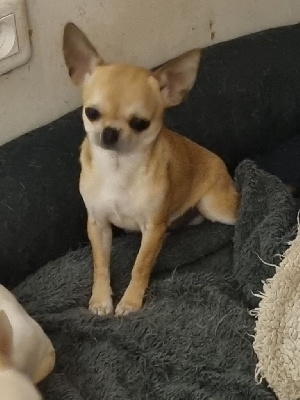 Étalon Chihuahua - Umani't des ca beaux et chics