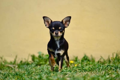 Étalon Chihuahua - Voxel Ux Tekila