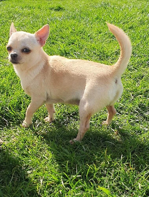 Étalon Chihuahua - Ultra-chic De La Foret Aux Tresors