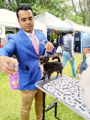 Étalon Chihuahua - Chiquis jarquin jardon