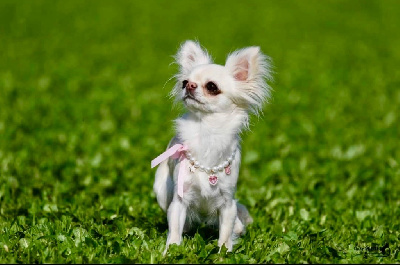 Étalon Chihuahua - Tierno precioso lilo Des Pattounes Douces