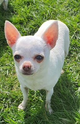 Étalon Chihuahua - Isia du reve de la patte d' or