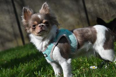 Étalon Chihuahua - Utica jersey Des Minis Kawaii
