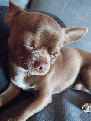 Étalon Chihuahua - Tichoco (Sans Affixe)