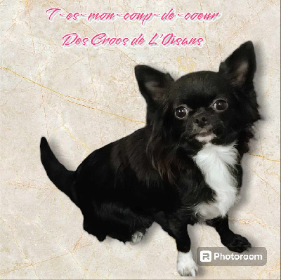 Étalon Chihuahua - T-es-mon-coup-de-coeur dit twilly Des Crocs De L'Oisans