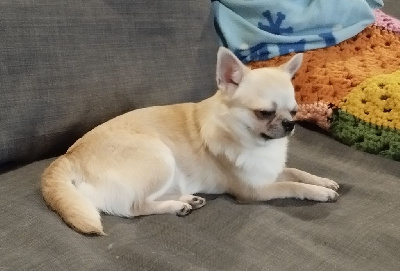 Étalon Chihuahua - Toscane Star Pyla