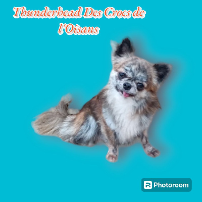 Étalon Chihuahua - Thunderhead Des Crocs De L'Oisans