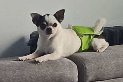 Étalon Chihuahua - S'tiloup De L'eclipse Du J'gembad