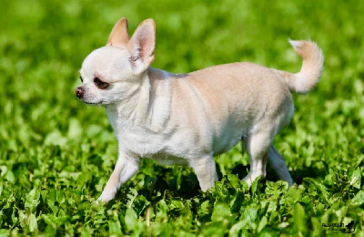 Étalon Chihuahua - Roomba romy Jet Set's Blue Star