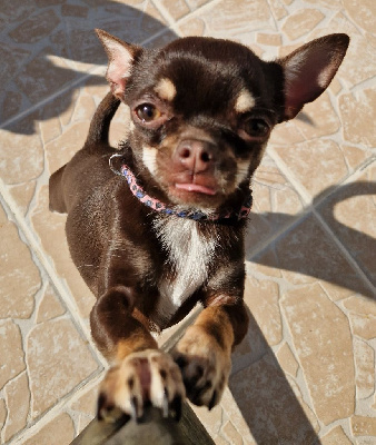 Étalon Chihuahua - Upsy du Clan Des Petits Pirates
