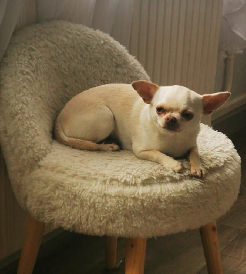 Étalon Chihuahua - Paillette O'sborg Of Love