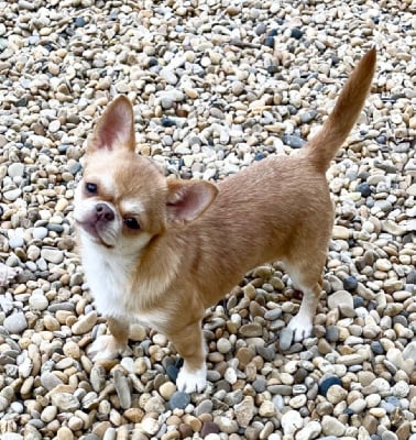 Étalon Chihuahua - Vanessa exclusive babes