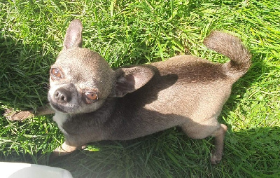 Étalon Chihuahua - Rêve De La Foret Aux Tresors