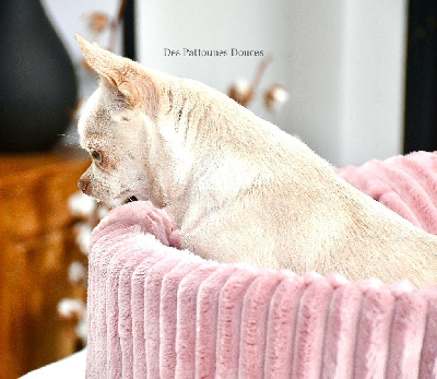 Étalon Chihuahua - Sybelle Des Pattounes Douces
