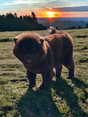 Étalon Chow Chow - O.nu kua Des Patounes Du Yang Chow