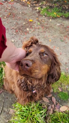 Étalon Cocker Spaniel Anglais - Unaya De La Nuit D'Elune