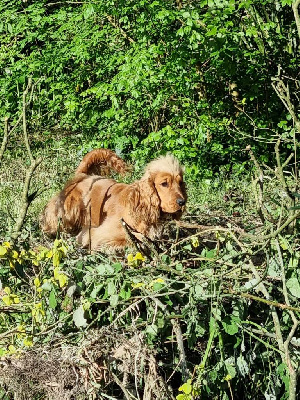 Étalon Cocker Spaniel Anglais - Ulundil malorne De La Nuit D'Elune