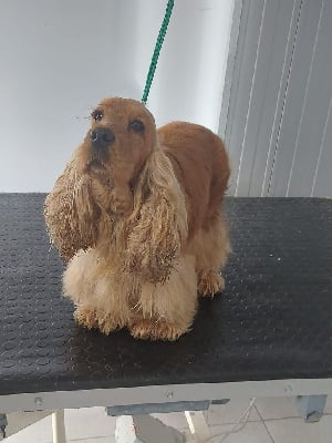 Étalon Cocker Spaniel Anglais - Reglisse des beautés d'haza