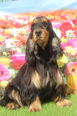 Étalon Cocker Spaniel Anglais - Schweppes of caniland's dream