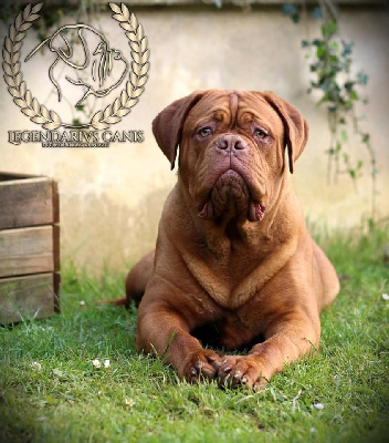 Étalon Dogue de Bordeaux - Legendarivs Canis Ufc