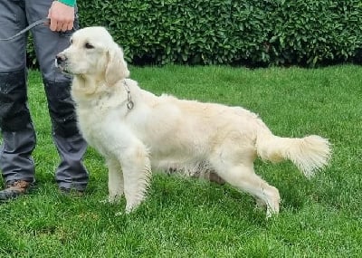 Sybelle des hirondelles du voyage