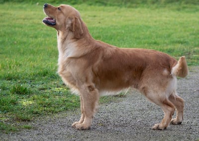 Étalon Golden Retriever - CH. terra di siena Chjf.viña pomal