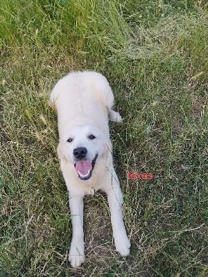 Étalon Golden Retriever - Tessy Titre Initial