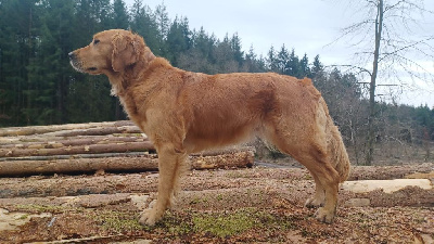Étalon Golden Retriever - Syrah lilou woodlanddogs