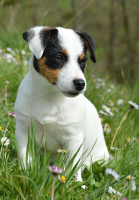 Étalon Jack Russell Terrier - Unjoye yourself Des Terriers Du Large