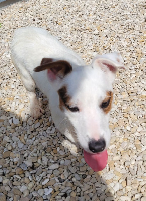 Étalon Jack Russell Terrier - Twitter Des marais de courmont