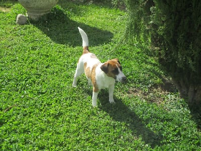Étalon Jack Russell Terrier - Tara de L'Asie Zanie du Marais