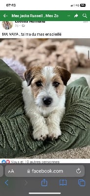 Étalon Jack Russell Terrier - Talma Du Mas Ensoleillé